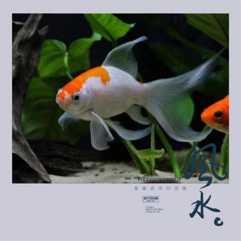 魚缸 位置|魚缸千萬別這樣擺！養魚風水5大重點